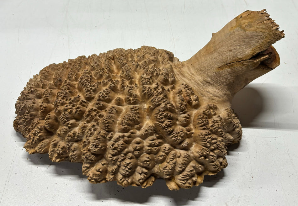 Red Mallee Burl Cookies - 13" x 10" x 3-3/4"#3128