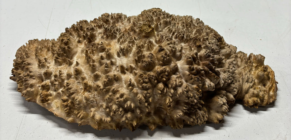 Red Mallee Burl Cookies - 12" x 8" x 3-1/4"#3130