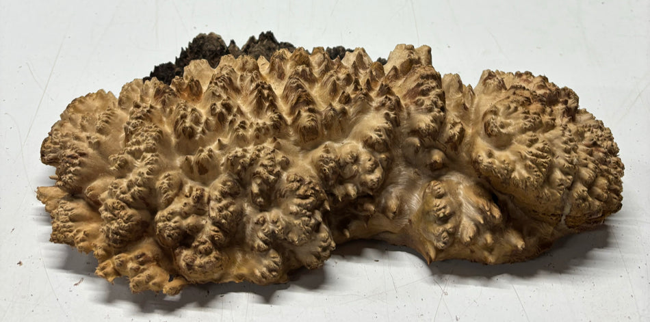 Red Mallee Burl Cookies - 12" x 6" x 3"#3131