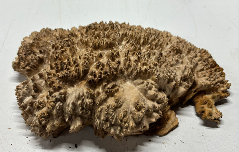 Red Mallee Burl Cookies - 8" x 7" x 2-1/2"#3132