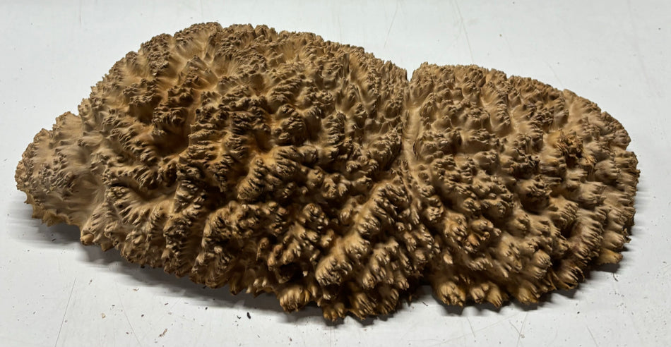 Red Mallee Burl Cookies - 14" x 7" x 3"#3133