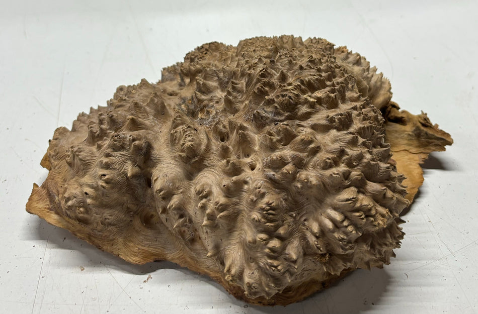 Red Mallee Burl Cookies - 8" x 7" x 2-3/4"#3134