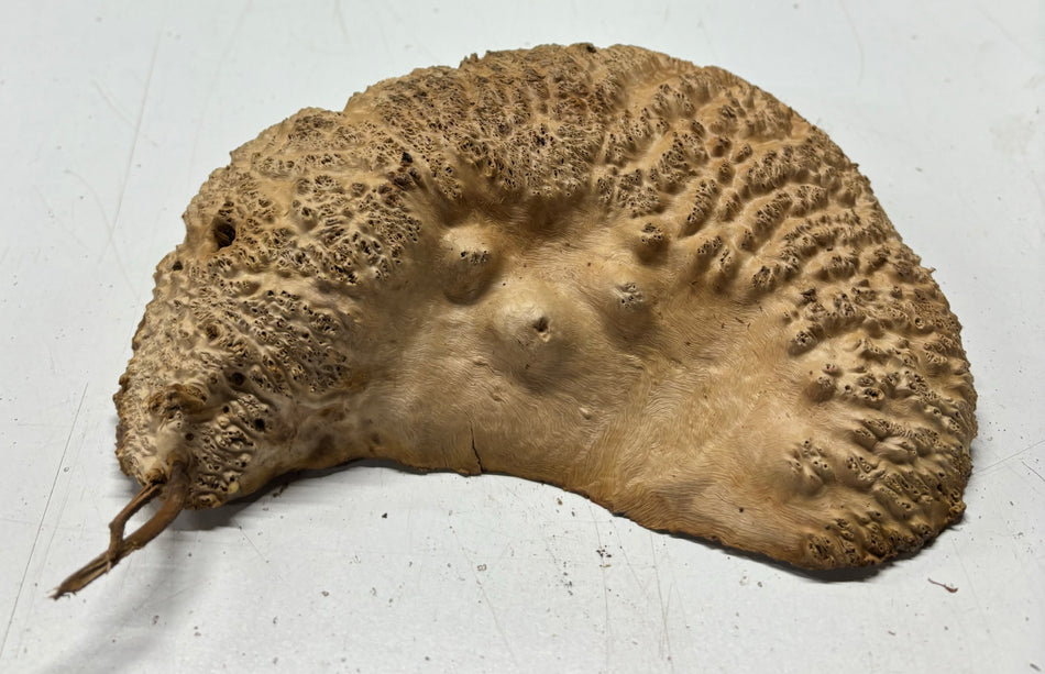 Red Mallee Burl Cookies - 7" x 5" x 2-1/2"#3135