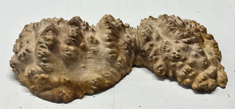 Red Mallee Burl Cookies - 12" x 4" x 2-1/2"#3137