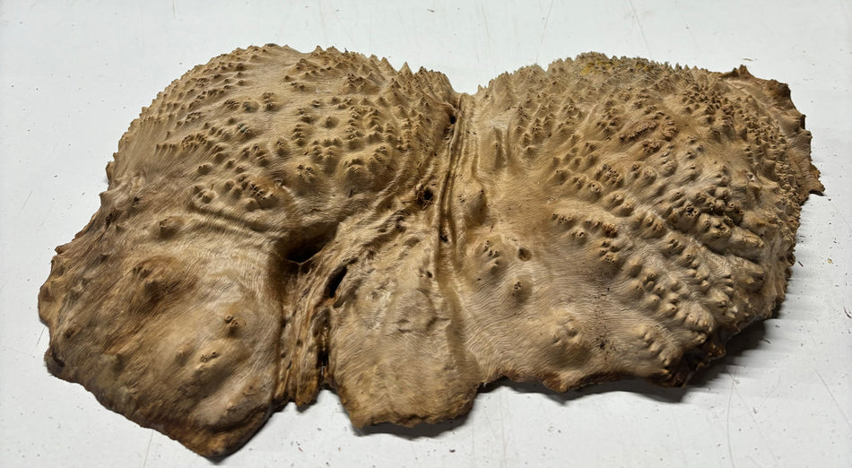 Red Mallee Burl Cookies - 14" x 8" x 2-1/2"#3138