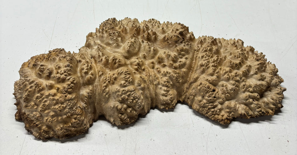 Red Mallee Burl Cookies - 14" x 6" x 2-1/2"#3139