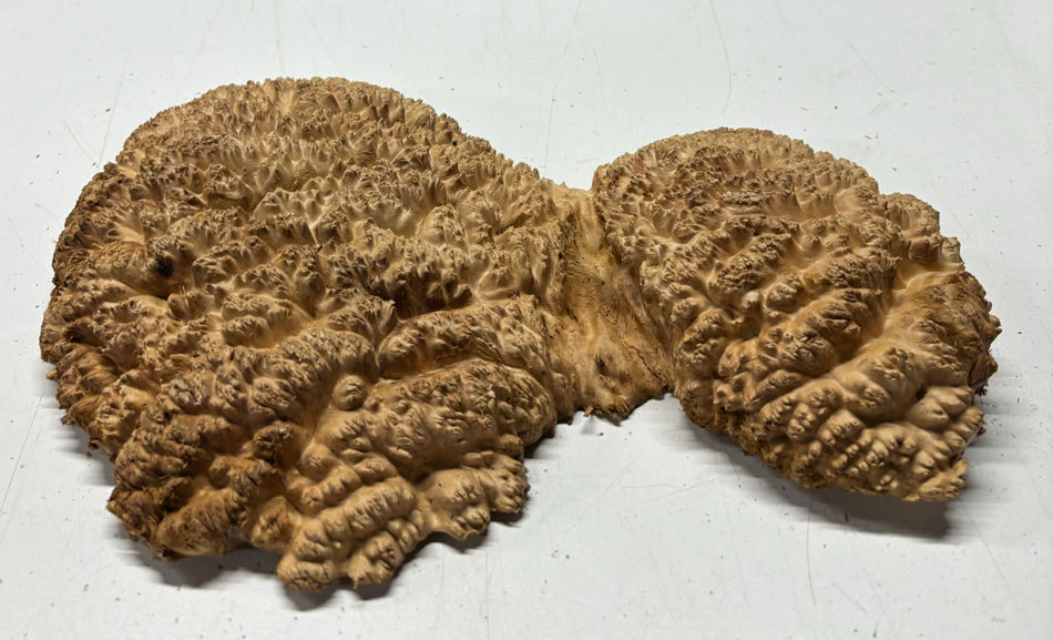 Red Mallee Burl Cookies - 11" x 6" x 2"#3140