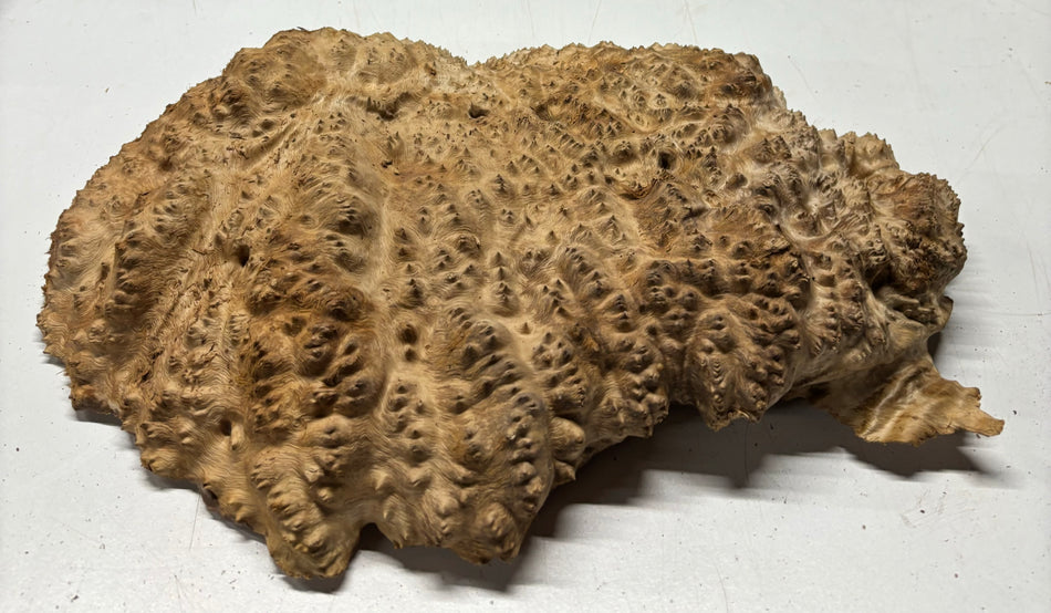Red Mallee Burl Cookies - 18" x 11" x 3"#3142