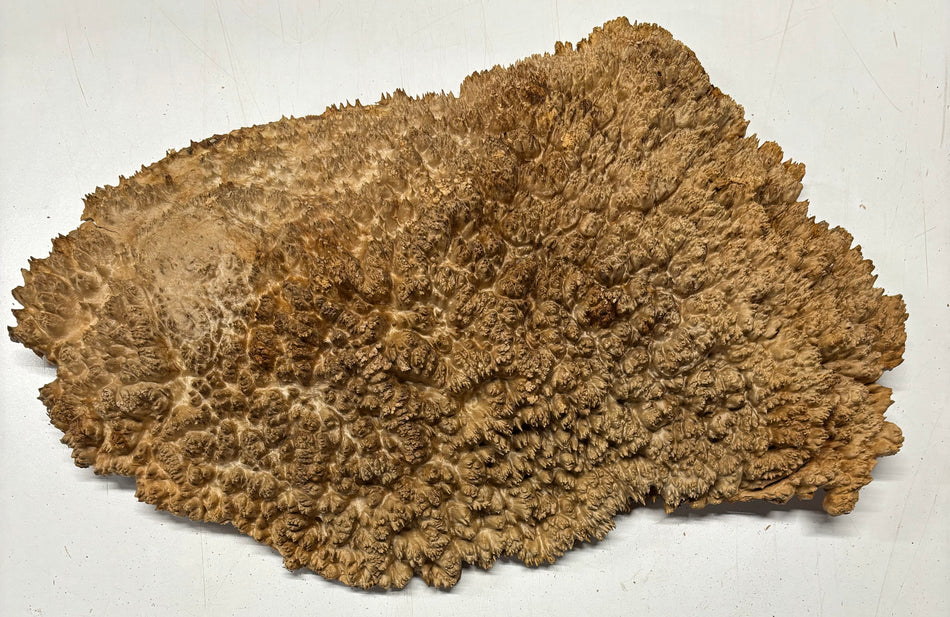 Red Mallee Burl Cookies - 21" x 12" x 3"#3143