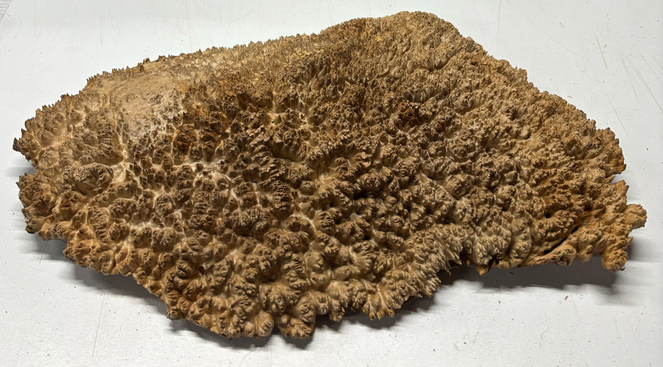 Red Mallee Burl Cookies - 21" x 12" x 3"#3143