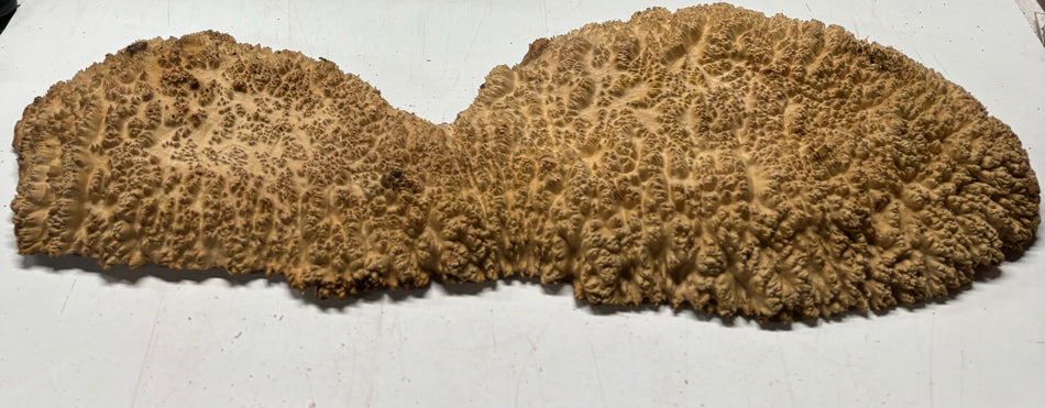 Red Mallee Burl Cookies - 29" x 9" x 3"#3144