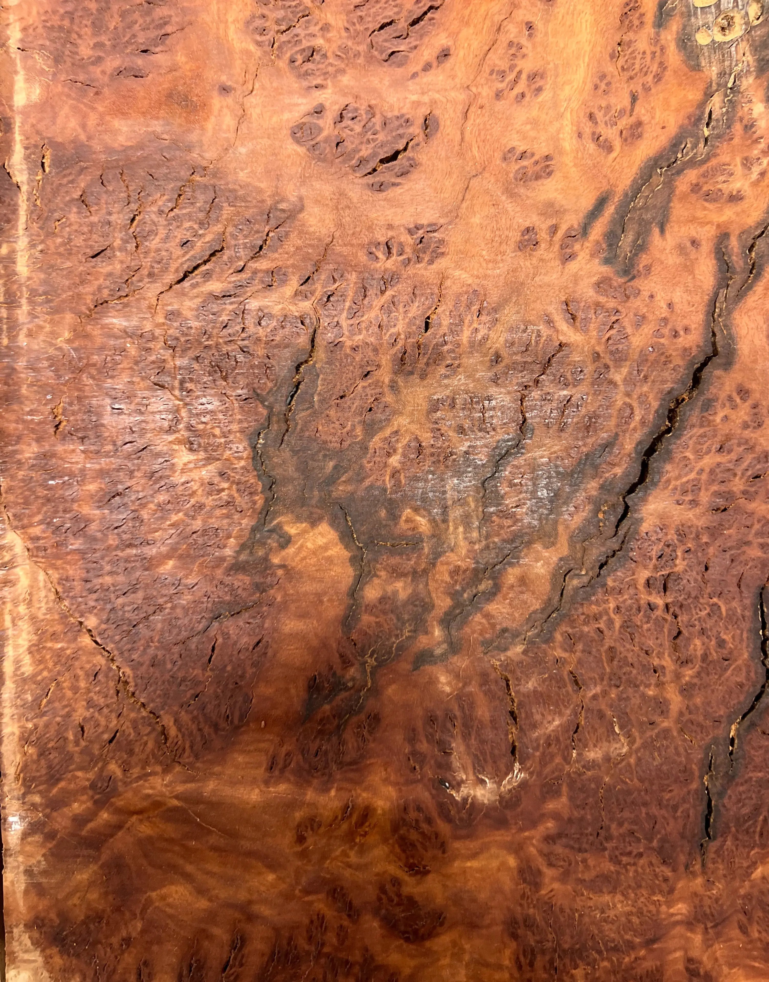 Red Mallee Burl Guitar Drop Top Set 21" x 14" x 1/4" #01 - Exotic Wood Zone - Buy online Across USA 