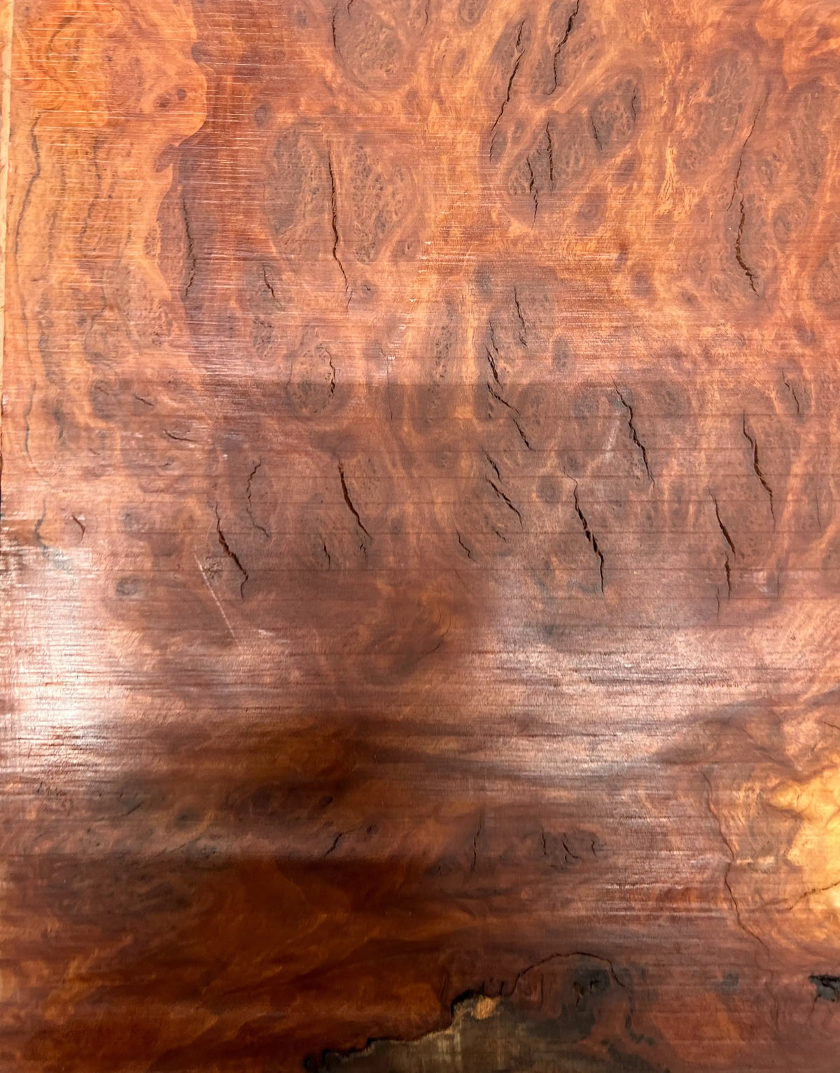 Red Mallee Burl Guitar Drop Top Set 21" x 14" x 1/4" #02 - Exotic Wood Zone - Buy online Across USA 