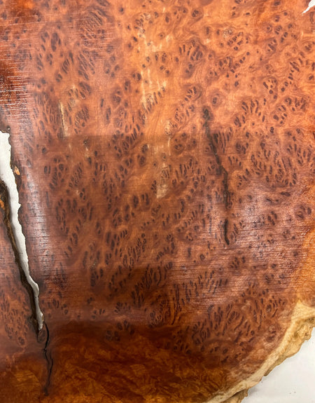 Red Mallee Burl Guitar Drop Top Set 21" x 14" x 1/4" #03 - Exotic Wood Zone - Buy online Across USA 