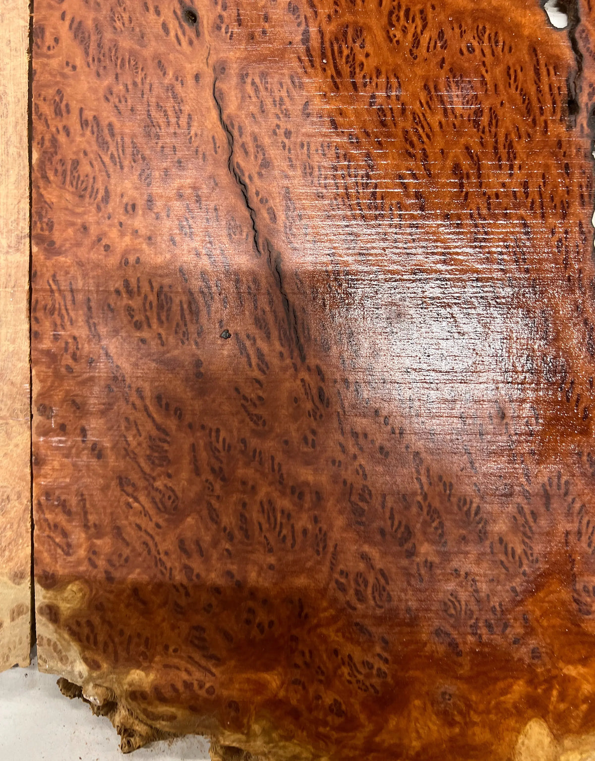 Red Mallee Burl Guitar Drop Top Set 21" x 14" x 1/4" #04 - Exotic Wood Zone - Buy online Across USA 