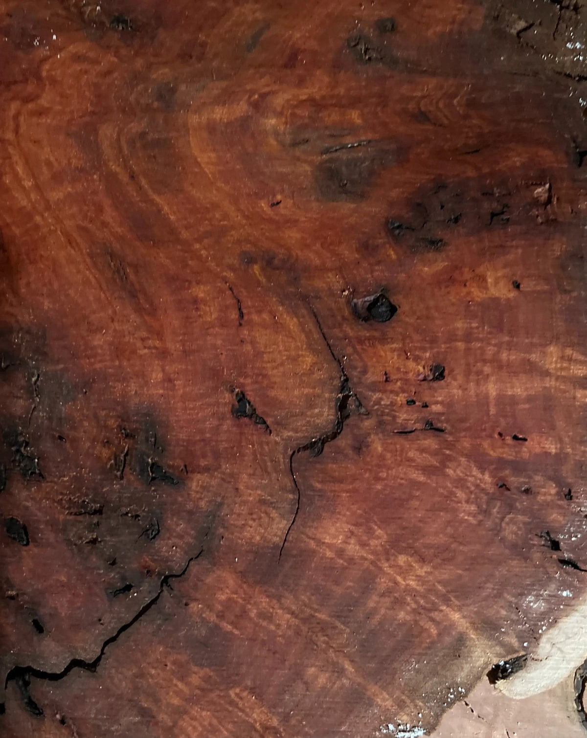 Red Gum Burl Guitar Drop Tops | 21" x 14" x 3/8" - #30 - Exotic Wood Zone - Buy online Across USA 