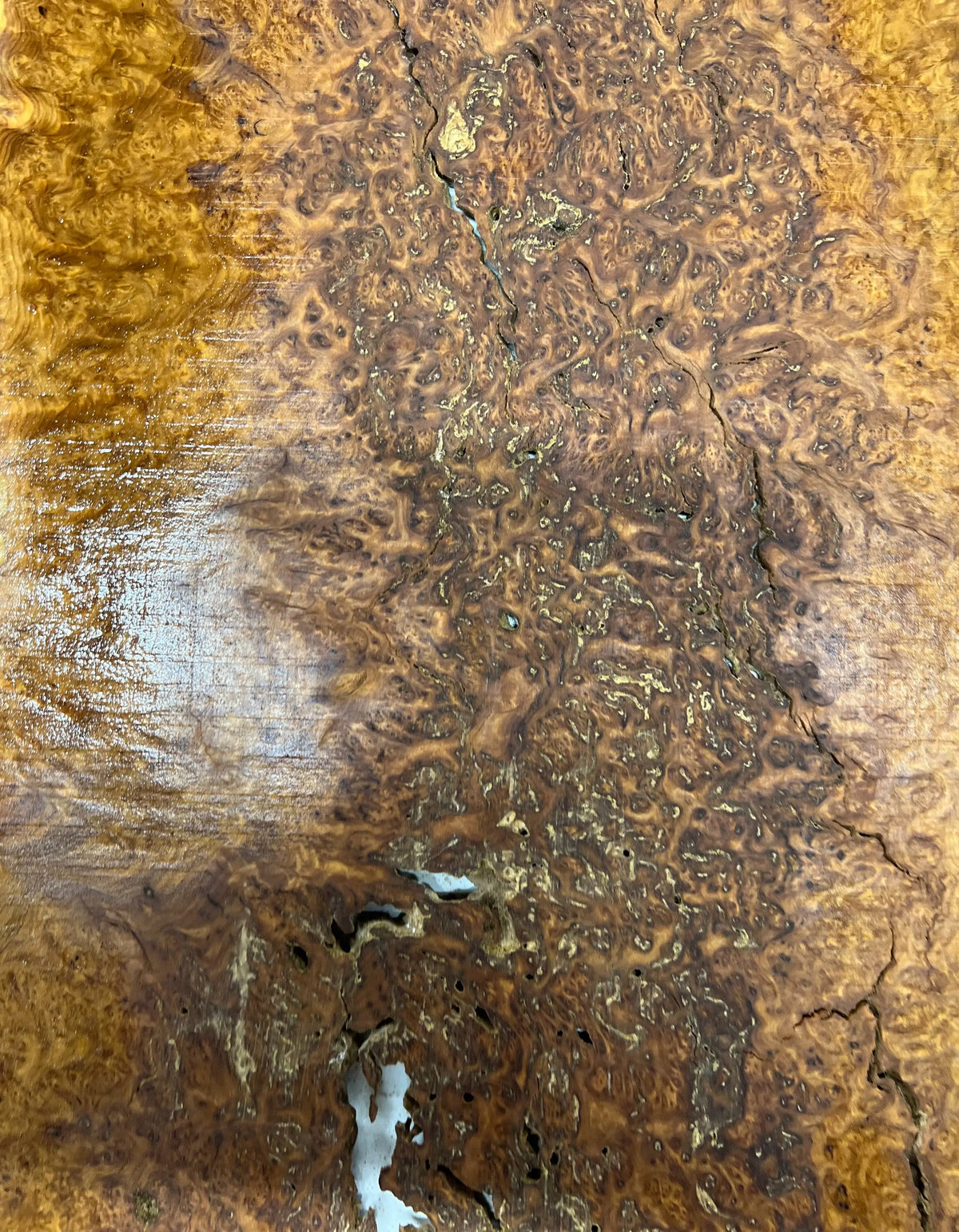 Brown Mallee Burl Guitar Drop Top Set 21" x 14" x 1/4" #64 - Exotic Wood Zone - Buy online Across USA 