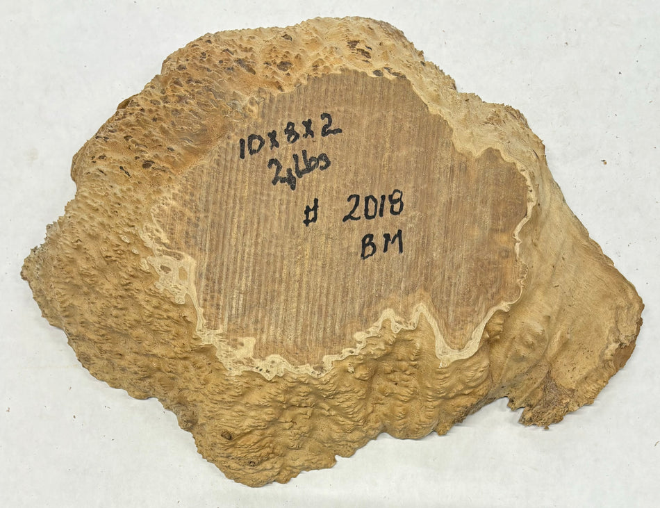 Brown Mallee Burl Cookies 10" x 8" x 2"  2 Lbs | #2018