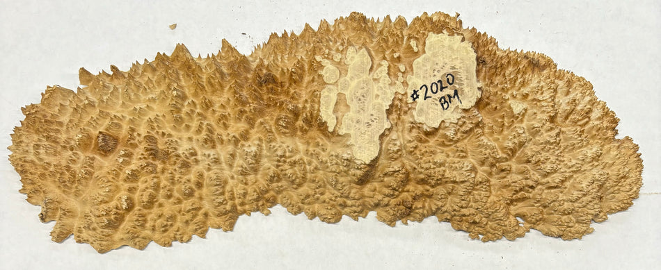 Brown Mallee Burl Cookies 19" x 5-1/2" x 1-1/2"  3 Lbs | #2020