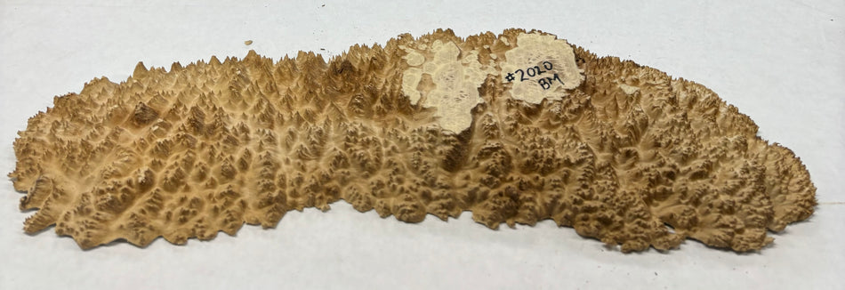 Brown Mallee Burl Cookies 19" x 5-1/2" x 1-1/2"  3 Lbs | #2020
