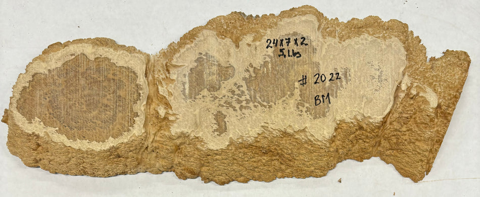 Brown Mallee Burl Cookies 24" x 7" x 2"  5 Lbs | #2022