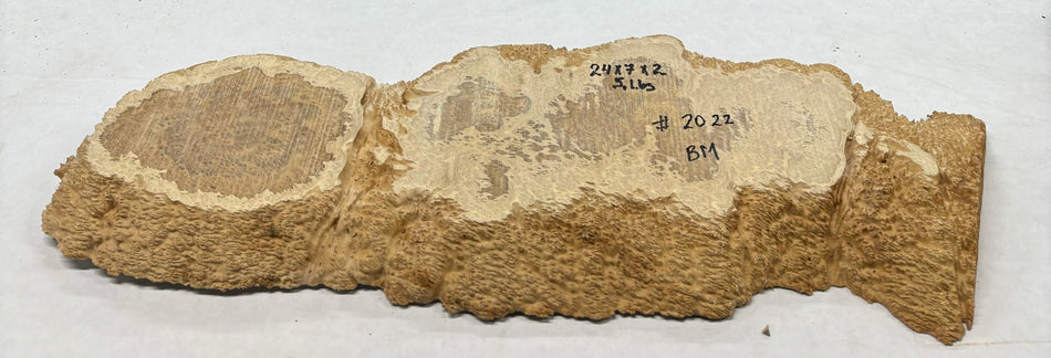 Brown Mallee Burl Cookies 24" x 7" x 2"  5 Lbs | #2022