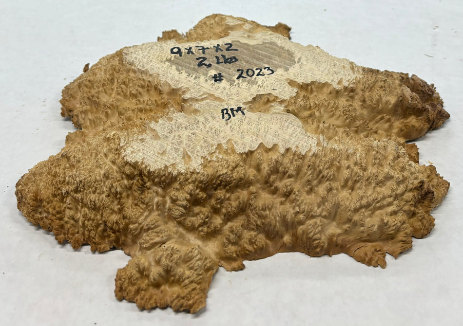 Brown Mallee Burl Cookies 9" x 7" x 2"  2 Lbs | #2023