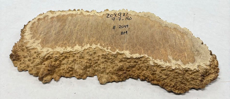 Brown Mallee Burl Cookies 20" x 9" x 1"   1 Lbs | #2045