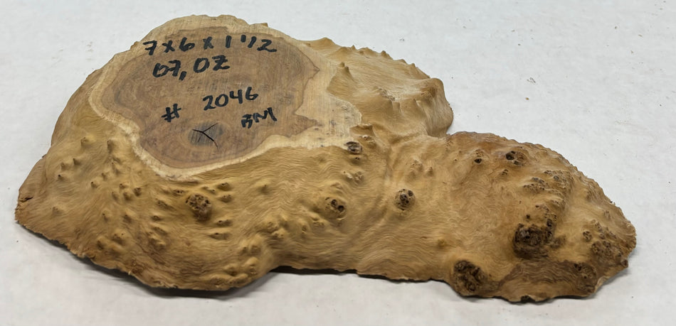Brown Mallee Burl Cookies 7" x 6" x 1-1/2"   1 Lbs | #2046
