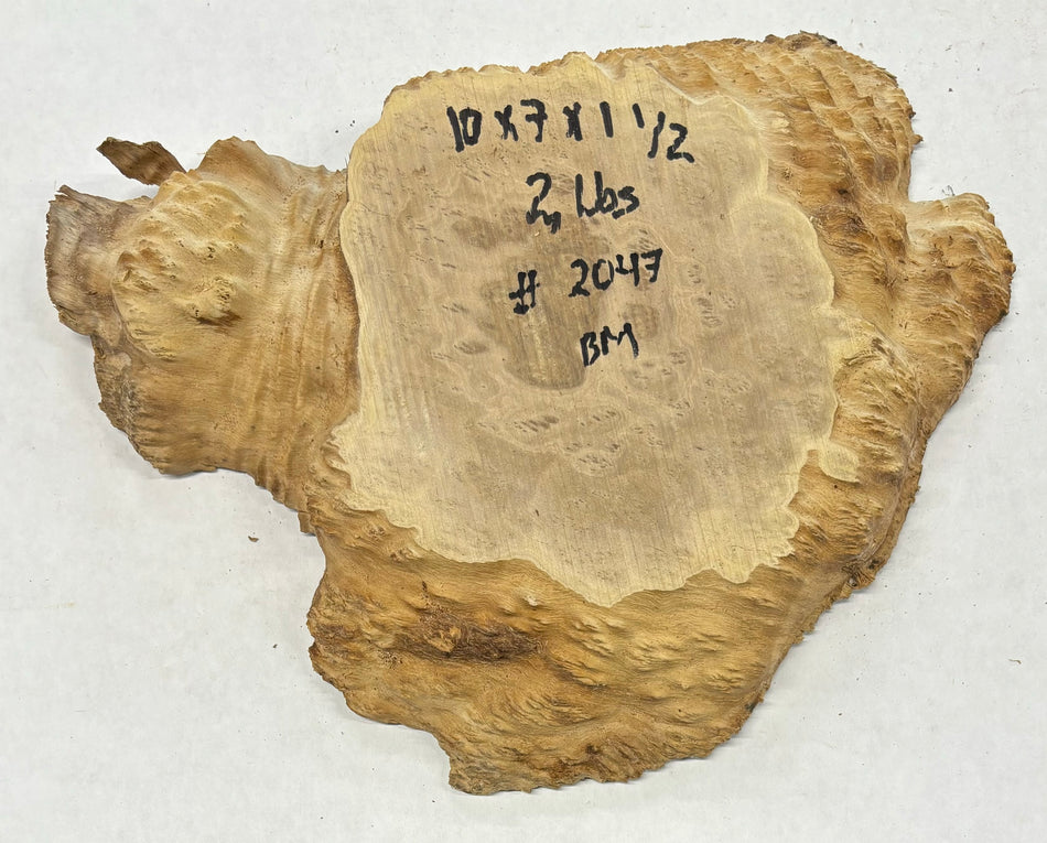 Brown Mallee Burl Cookies 13" x 7" x 1-1/2"   2 Lbs | #2048