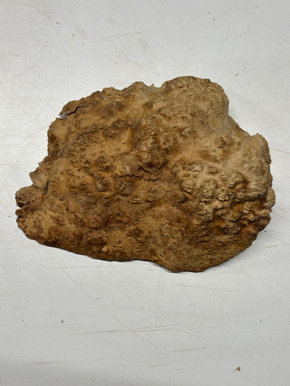 Brown Mallee Burl Blank 8.5" x 7" x 2"  1.9 Lbs #6002