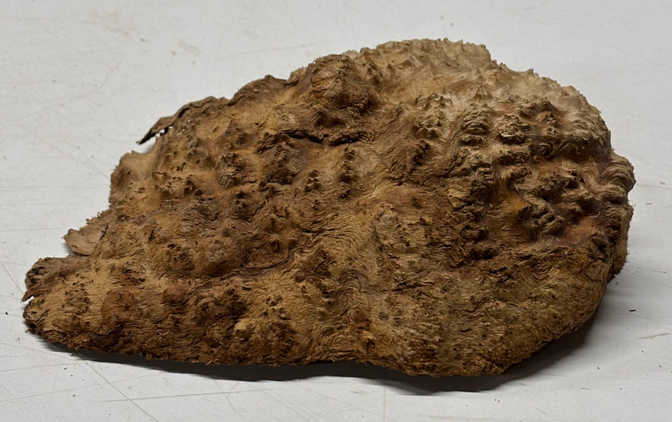 Brown Mallee Burl Blank 8.5" x 7" x 2"  1.9 Lbs #6002