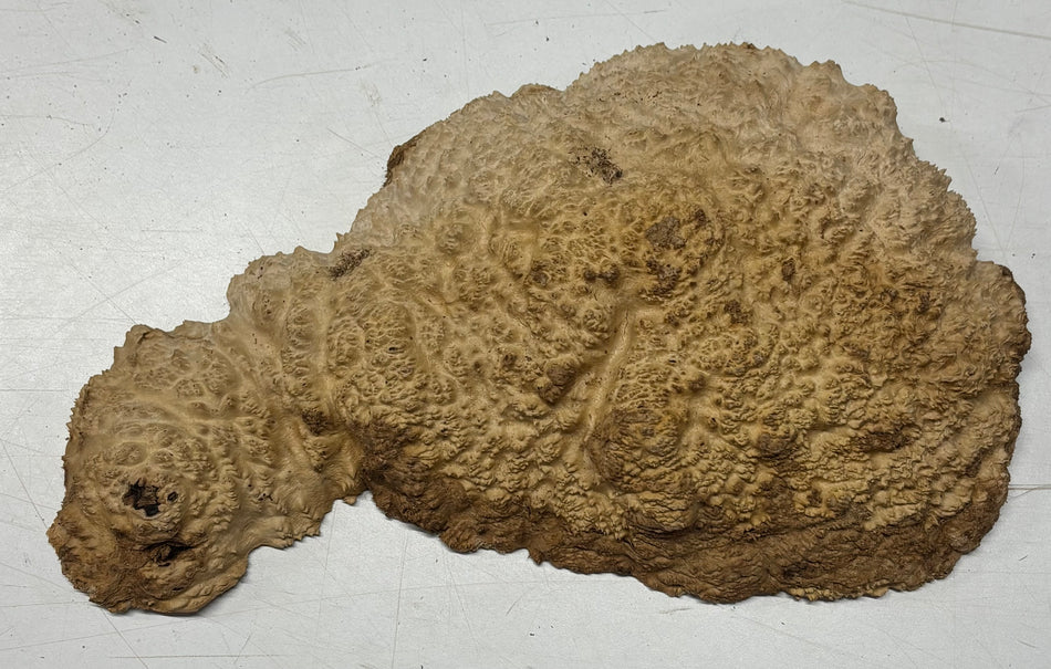 Brown Mallee Burl Blank  12" x 7" x 1.5"  3.2 Lbs #6003