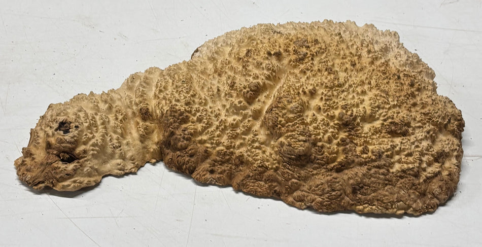 Brown Mallee Burl Blank  12" x 7" x 1.5"  3.2 Lbs #6003