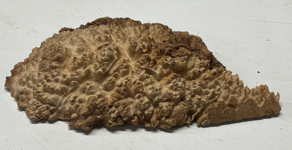 Brown Mallee Burl Blank 8" x 6" x 1.5"  1.5 Lbs #6004