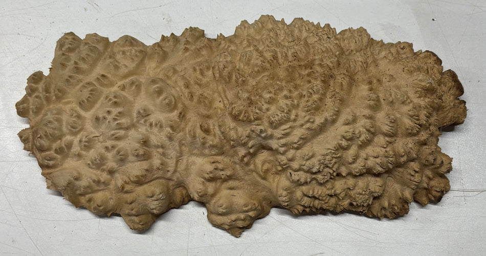 Brown Mallee Burl Blank 12" x 5.5" x 2"  2.1 Lbs #6006