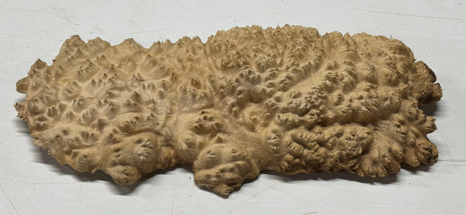 Brown Mallee Burl Blank 12" x 5.5" x 2"  2.1 Lbs #6006