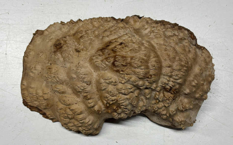 Brown Mallee Burl Blank 9" x 6" x 1" 2 Lbs #6274