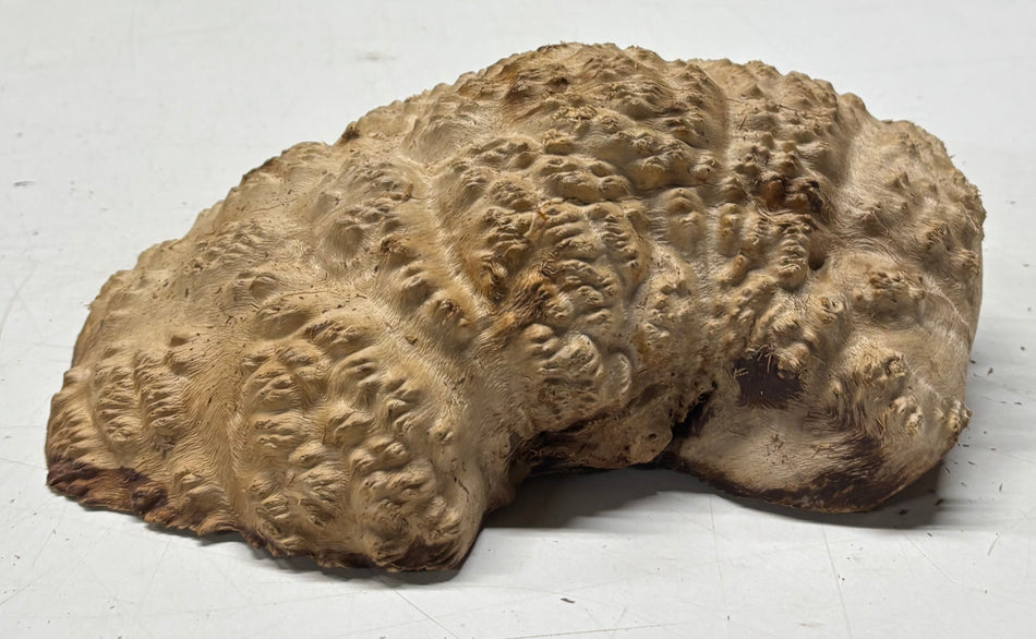 Brown Mallee Burl Blank 9" x 6" x 1" 2 Lbs #6274