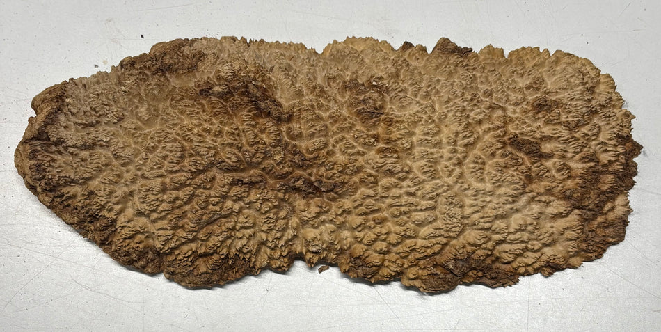 Brown Mallee Burl Blank 8" x 5" x 2.5" 3.3 Lbs #6275