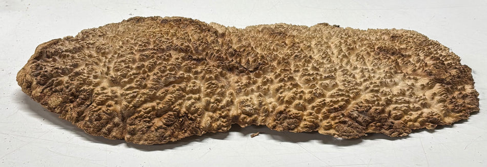 Brown Mallee Burl Blank 8" x 5" x 2.5" 3.3 Lbs #6275