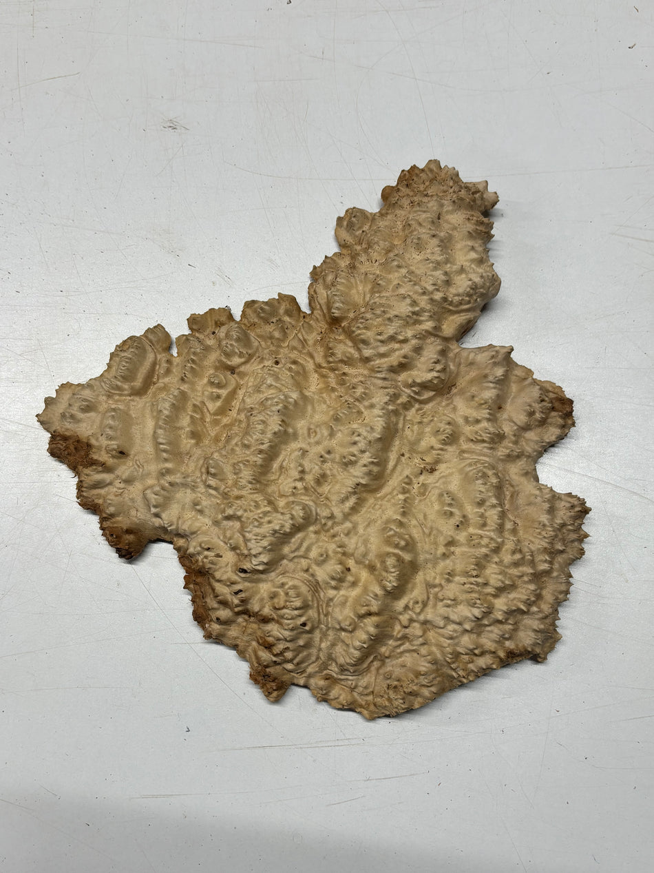 Brown Mallee Burl Blank 16" x 6" x 1" 4.4 Lbs #6276