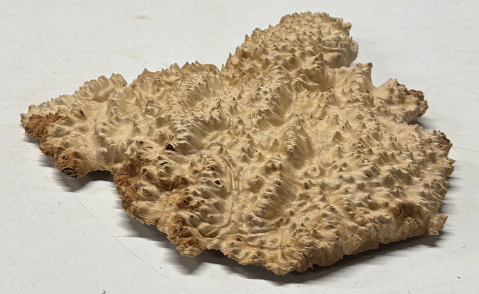 Brown Mallee Burl Blank 8" x 8" x 1" 2.6 Lbs #6277