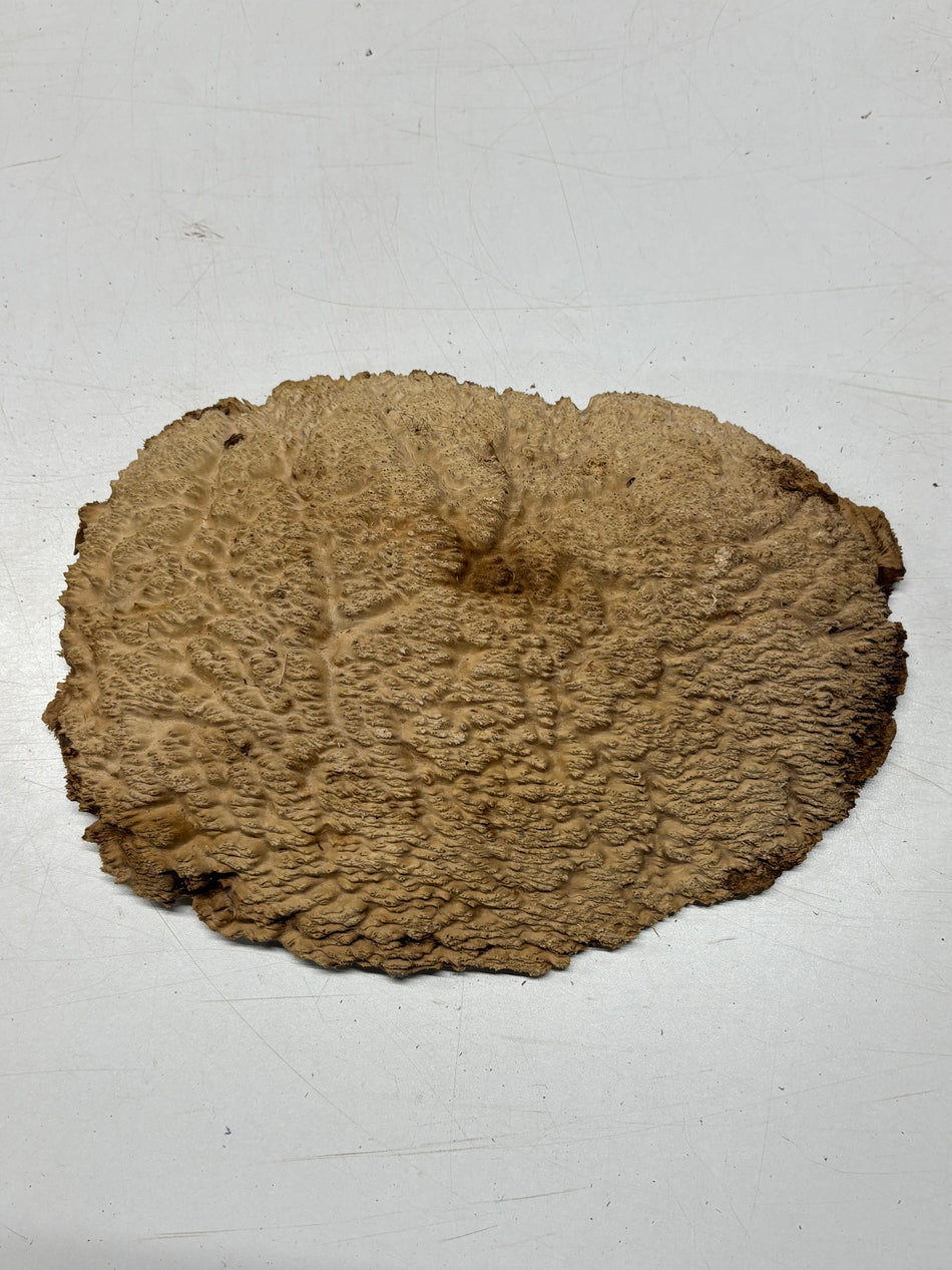Brown Mallee Burl Blank 11" x 8" x 1" 3.9 Lbs #6278