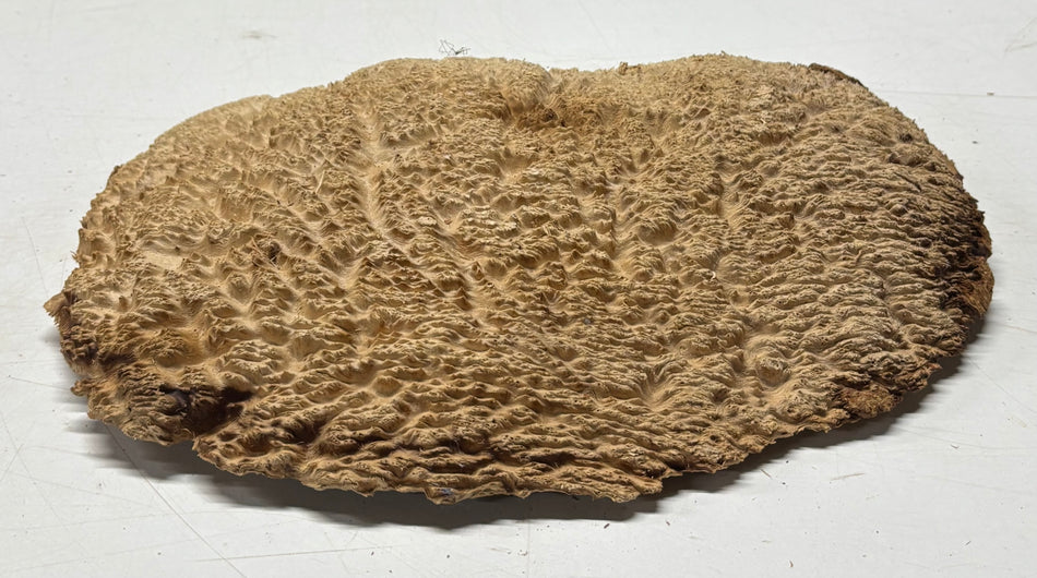 Brown Mallee Burl Blank 11" x 8" x 1" 3.9 Lbs #6278
