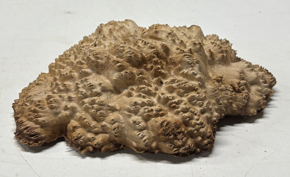 Brown Mallee Burl Blank 8" x 6" x 2" 2.1 Lbs #6279