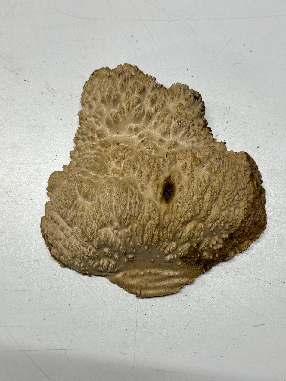 Brown Mallee Burl Blank 7" x 7" x 2" 1.6 Lbs #6279