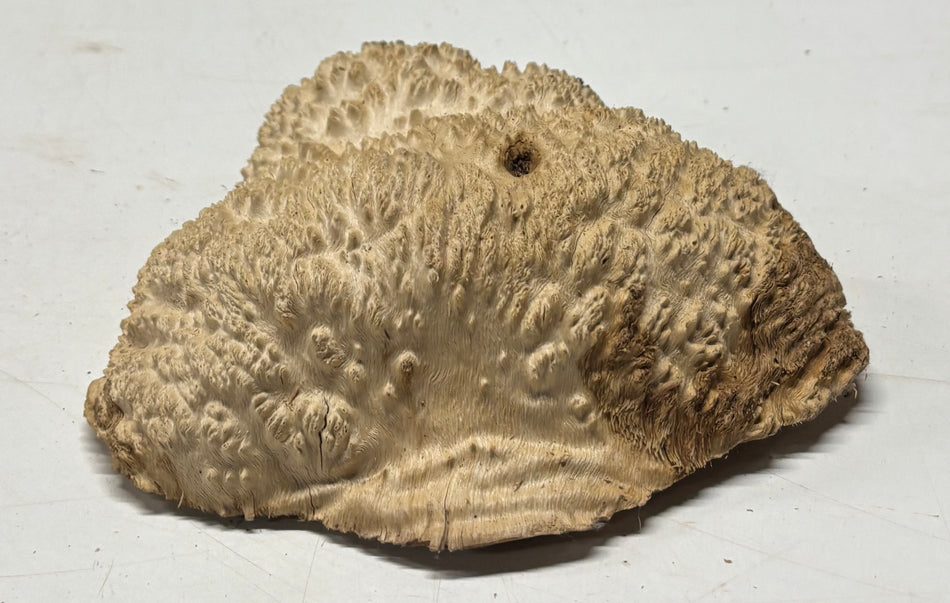 Brown Mallee Burl Blank 7" x 7" x 2" 1.6 Lbs #6279