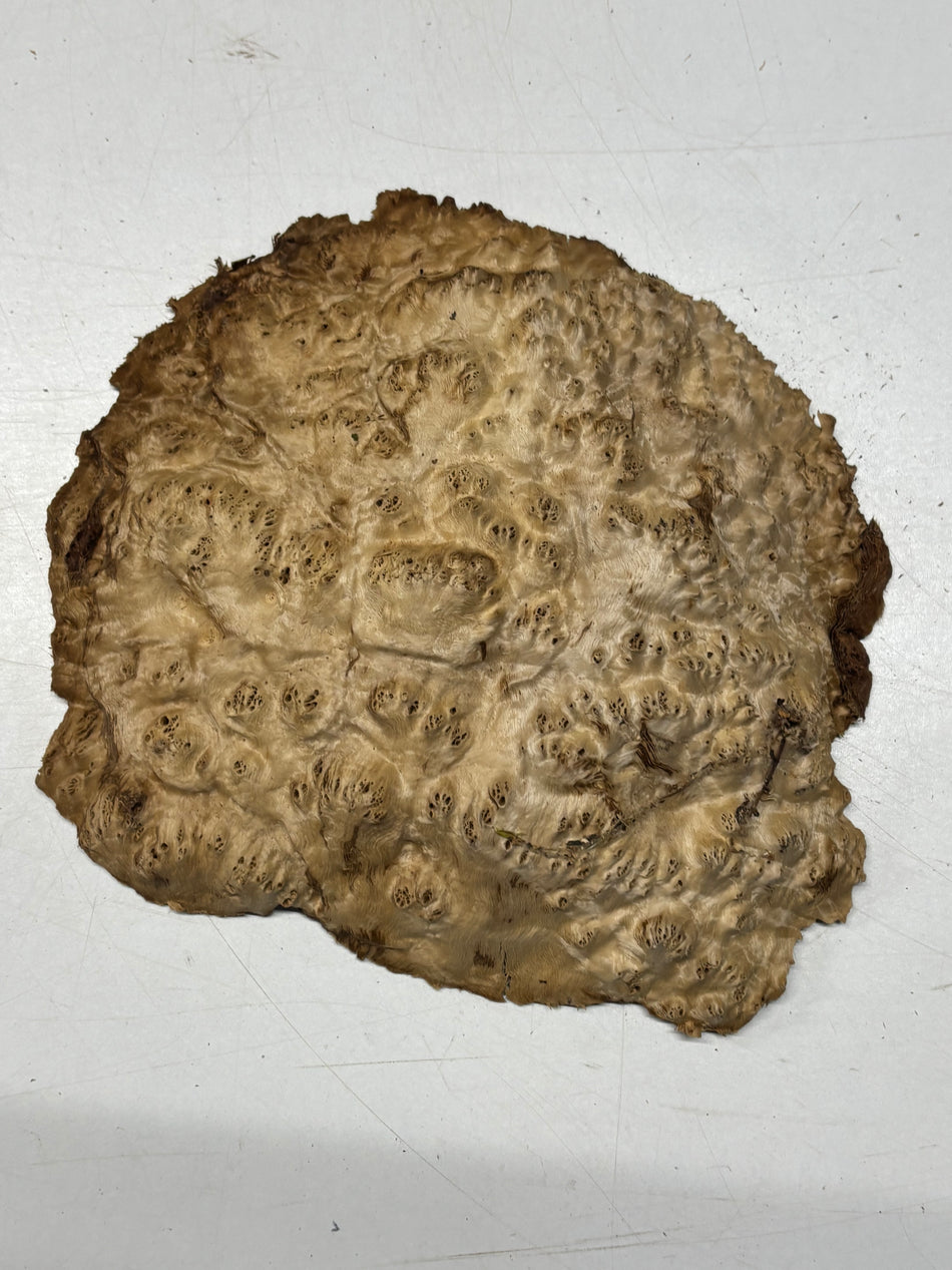 Brown Mallee Burl Blank 8" x 8" x 1" 2.4 Lbs #6281