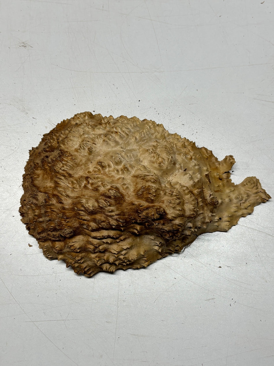 Brown Mallee Burl Blank 7" x 6" x 2" 2.6 Lbs #6282